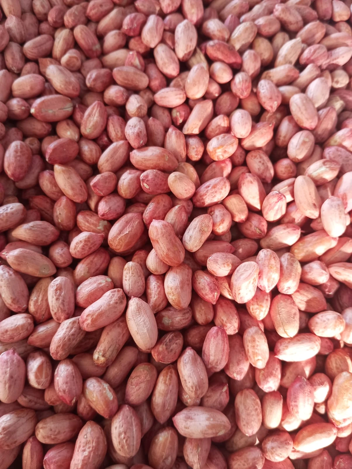 Bold/Runner Peanuts